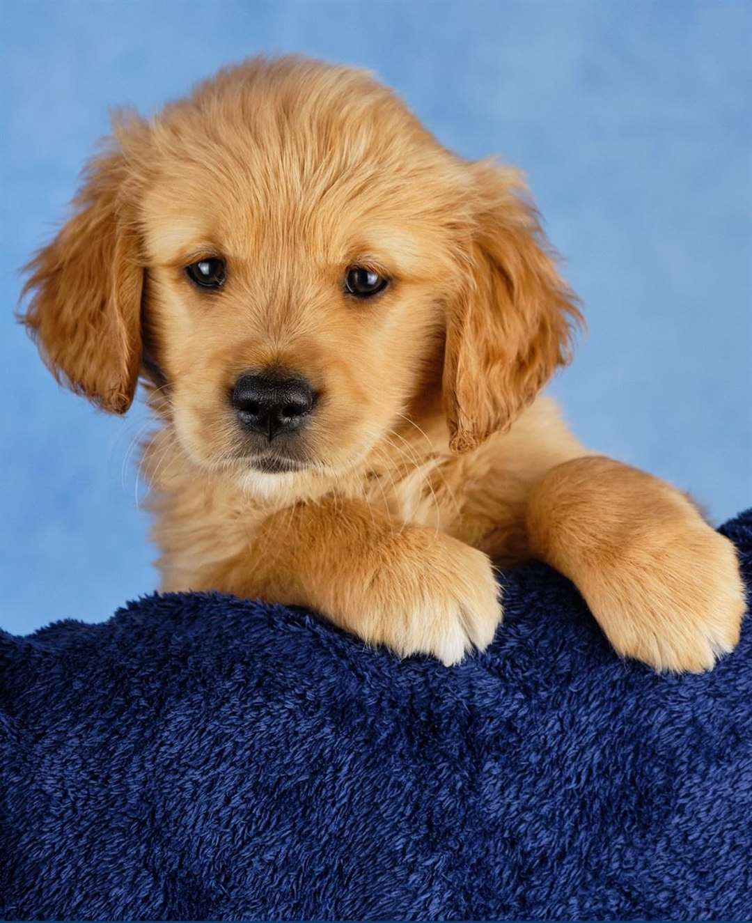 Barratt the guide dog was named after Barratt Court in Skegness. Picture: Guide Dogs