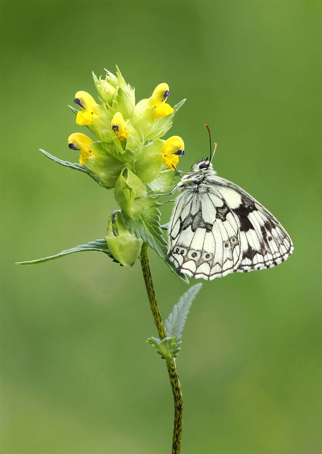 David Hodson's second-place photograph