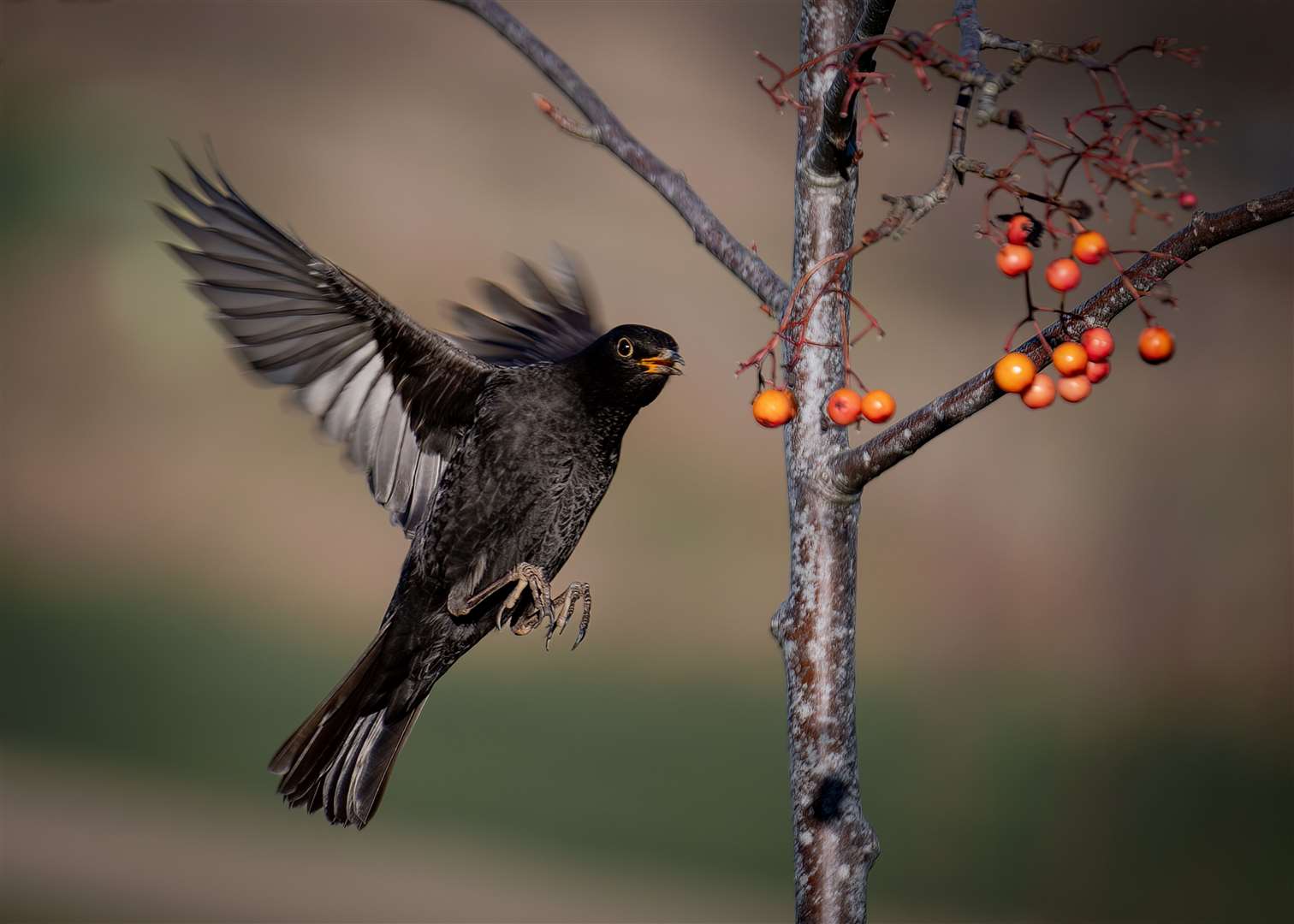 Sue West's photograph of a blackbird