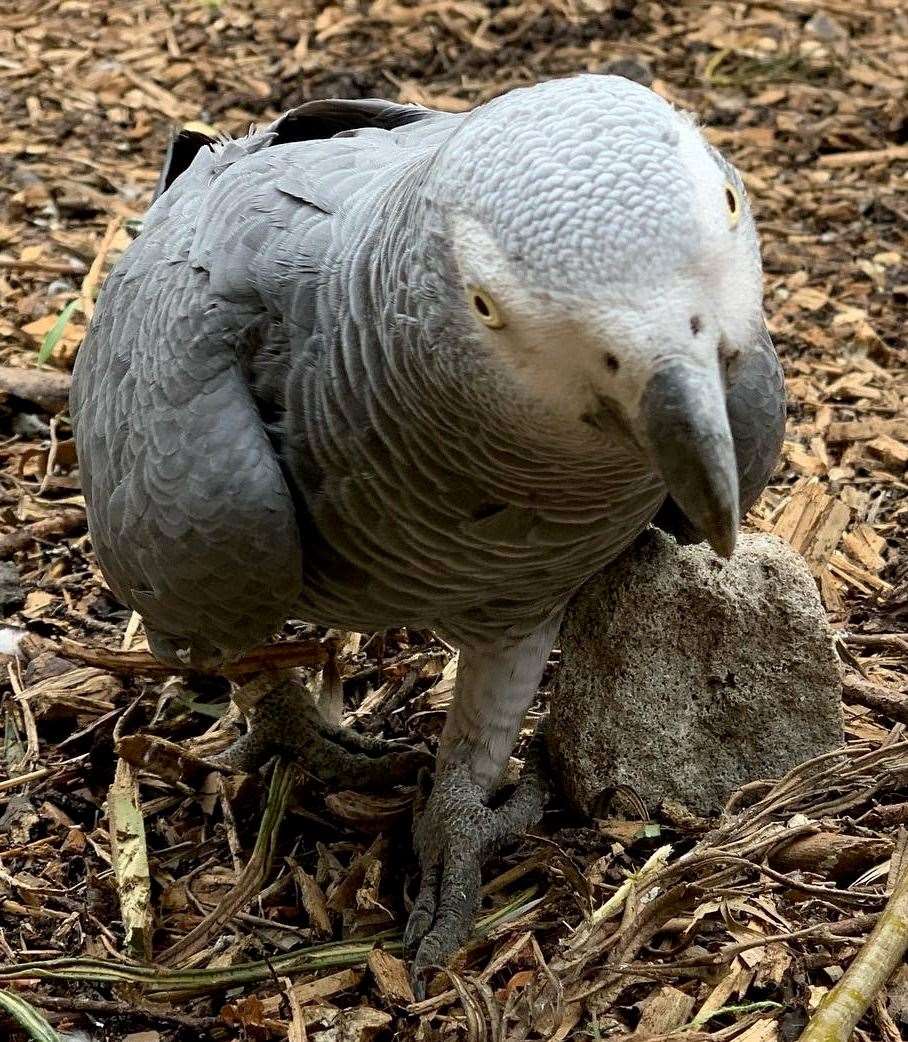 People have come from far and wide to see – and listen to – the swearing parrots.