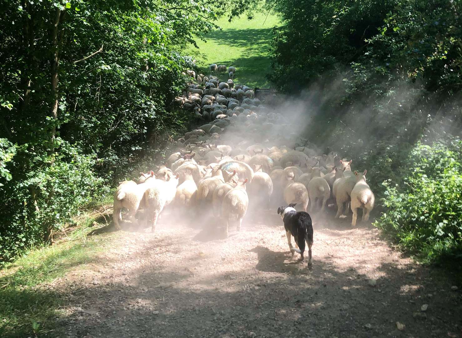 Some of Gelston Lamb’s ewes.