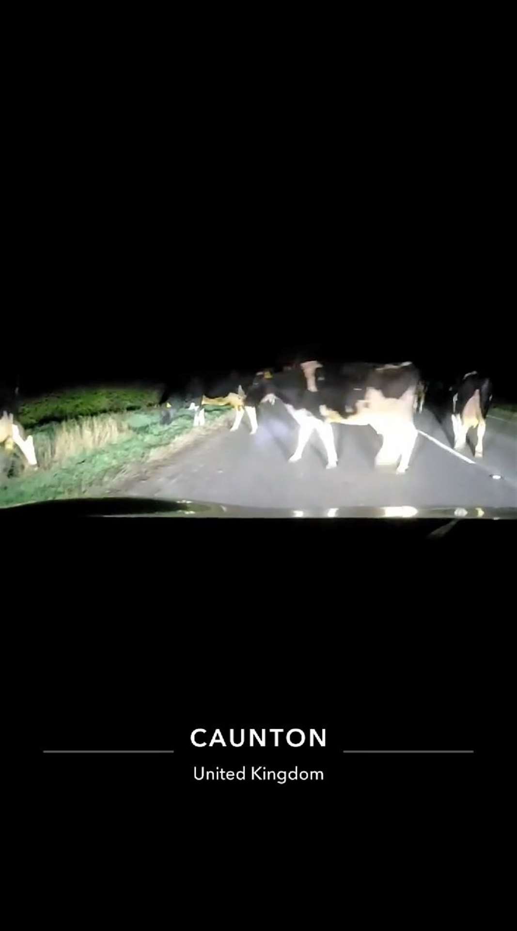 The couple filmed the moment they found themselves in a herd of cows. Image: Supplied