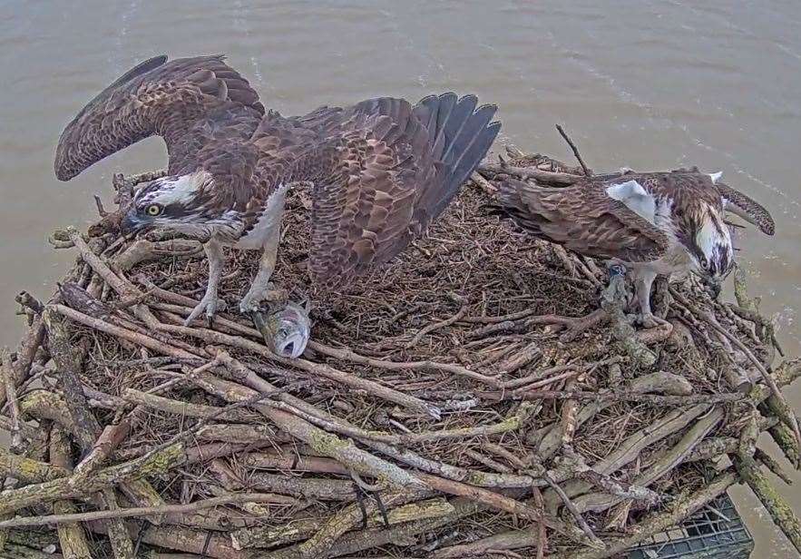Maya returns to the nest with a fish to find her mate 33(11) is back. Photo: Leicestershire and Rutland Wildlife Trust