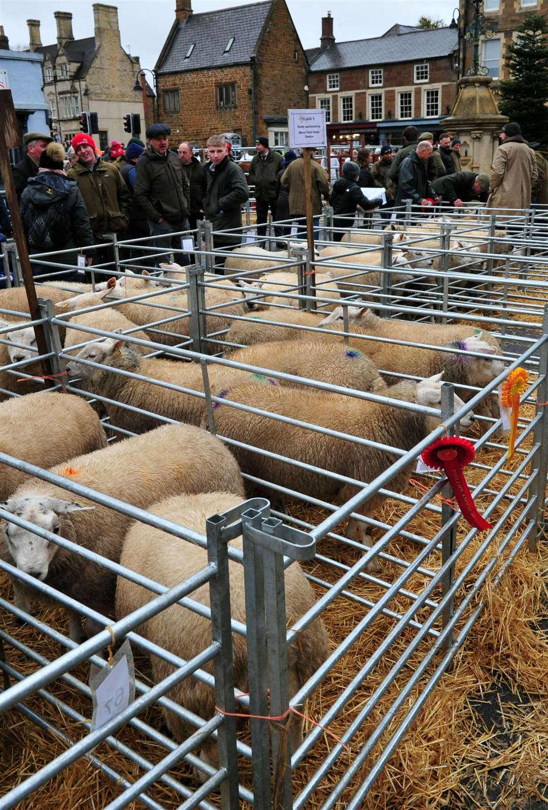 More than 100 sheep were entered. Photo: Chris Lowndes.