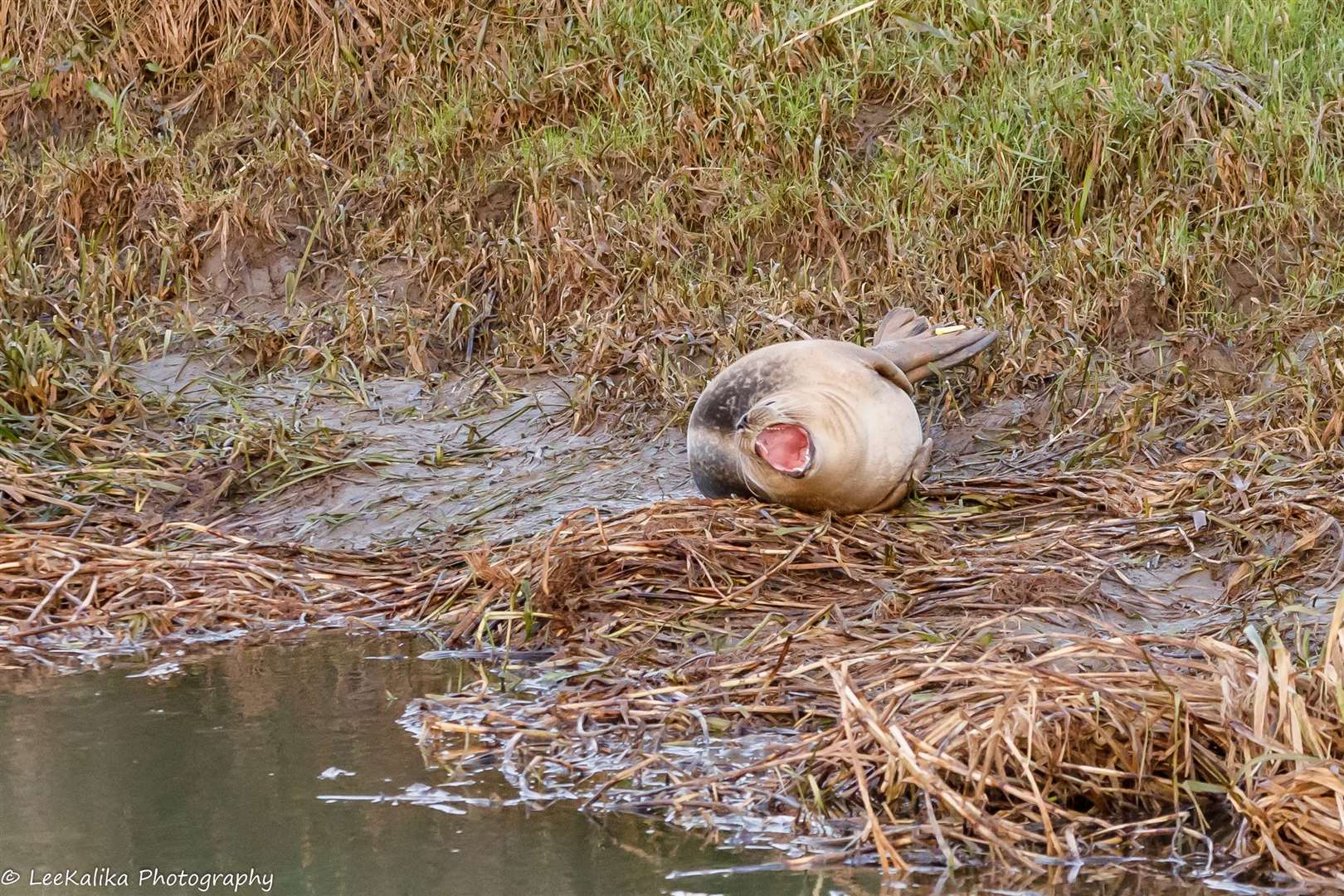 The seal yawned. Photo: LeeKalika Photography
