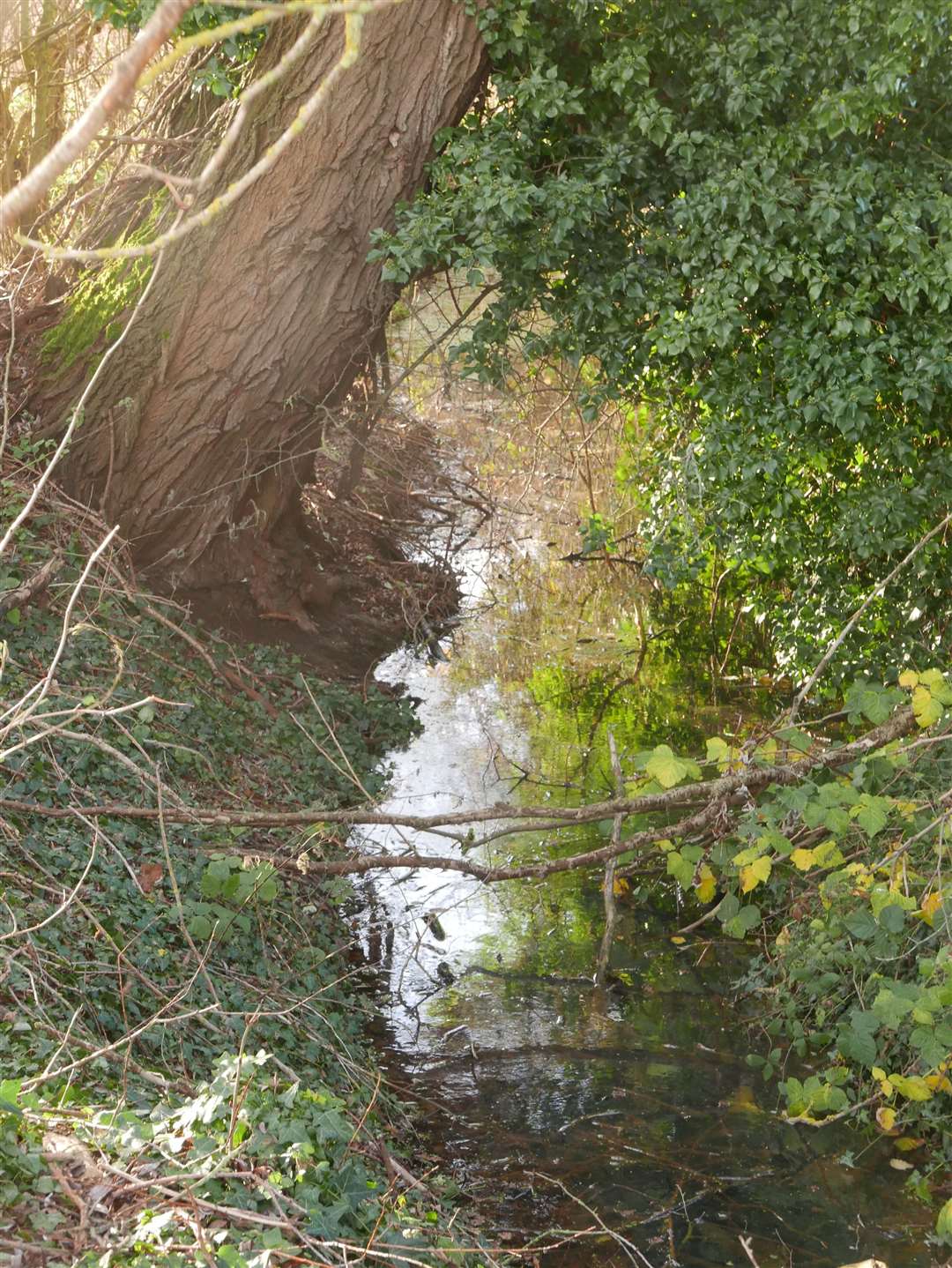 The stream alongside King Street where Woody became stuck