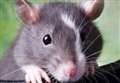 WEEKEND WEB: Animal Magic