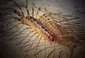 Rare sighting of carnivorous creepy-crawly