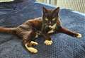 ‘Incredible’ reunion as missing Ozzy is found by relieved cat owners after 6 months