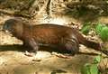 Thieving otter might have been a mink 