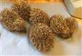 Hedgehog rescue centre unable to take on new rescues after being inundated with hoglets 