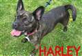 French bulldog cross seeks new home