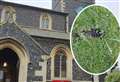 Snowdrops reported stolen from church yard