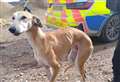 Hare coursers who failed to turn up for court date must pay out more than £12,000