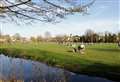 Celebrating green spaces is a walk in the park