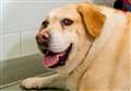 'Feeding your dog a slice of toast is like you eating two portions of fries'