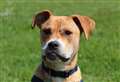 Tougher prison sentences for animal abusers 