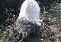 'A-moo-sing' RSPCA animal rescues include a trapped sheep in Grantham