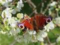 Readers' photos: beautiful spring scenes 