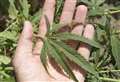 ‘Exemplary’ motor vehicle technician loses job after driving with cannabis in system