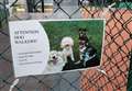 Club recycles used tennis balls by selling them in bulk to dog walkers 