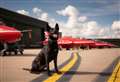 Police dogs pose for calendar