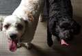 MAN'S BEST FRIEND: Would you like a perfect pair?