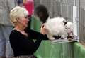 Gallery: Just purr-fect19th Exotic Cat Society championship show at Tydd St Giles is a success 