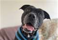 Special boy Skippy needs a home