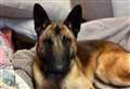 Could you offer a home for gorgeous Gus?