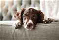 Pet charity seeks volunteer dog walkers