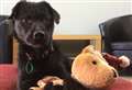 MAN'S BEST FRIEND: Would you like to give Indie a home?