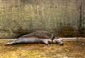 Seals released back into the wild after recovering from severe wounds