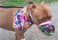 Pet owner launches petition to amend Dangerous Dog Act after pet dog forced to wear muzzle 