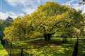 People urged to nominate ‘special trees’ for Tree of the Year contest