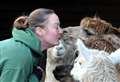 Alpacas puckered up to guests at Valentine themed brunch