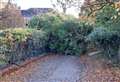Fallen tree blocks path