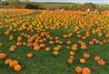 What can you do with your leftover Halloween pumpkin?