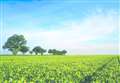 EDUCATION AWARDS: Chance to make green turn into gold