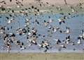 East of England bird species at risk of extinction as new Red List is published