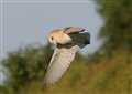 Barn owl hatching eagerly awaited in Bourne