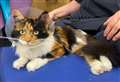 Hundreds of people support life-saving surgery appeal for cat