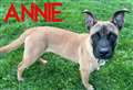 Energetic puppy seeks new home