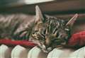 Microchipping of cats set to become law