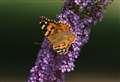 Millions of painted lady butterflies are on their way