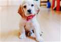 Damaging 'click and collect' puppy buying at risk of becoming the norm 