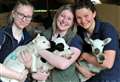 Time to cuddle up at farm’s lambing event