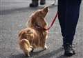 Dog training centre plan rejected over barking concerns