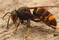 Beekeeper calls on public to report sightings of invasive Asian hornets as their arrival in county is ‘inevitable’
