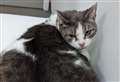 RSPCA puts out appeal as number of incidents of dumped pets rises